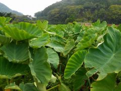 京都市の芋掘りランキングtop0 じゃらんnet 京都市の芋掘りランキングtop0 じゃらんnet