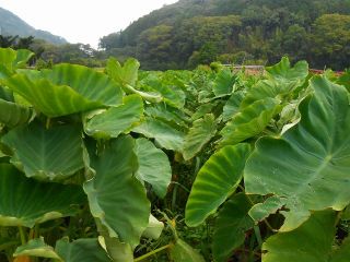 おおきな里芋の葉っぱです。