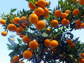 こだわり栽培『いしじみかん』♪