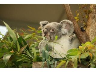 前売り入園券 春爛漫 コアラるんるん 動物園を楽しもう 横浜市立金沢動物園 じゃらん遊び体験 前売り入園券 春爛漫 コアラるんるん 動物園を楽しもう 横浜市立金沢動物園 じゃらん遊び体験