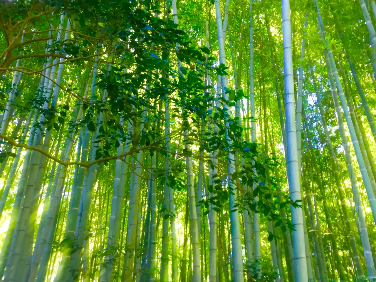 悮u₩Ȓ|тAqɂ͂܂B