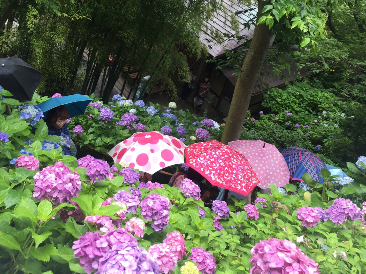 zԂ̋G߂͐FƂǂ炫܂B