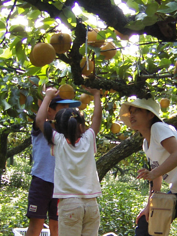 梨狩りの風景写真