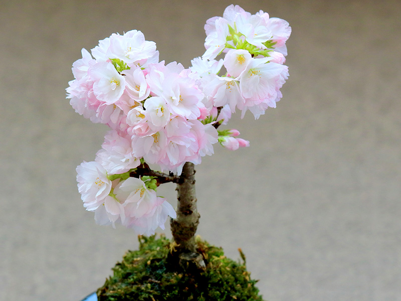 女性におすすめ 丸くて可愛い和の美 桜の苔玉 づくり 日帰り体験 和空 法隆寺 じゃらん遊び体験