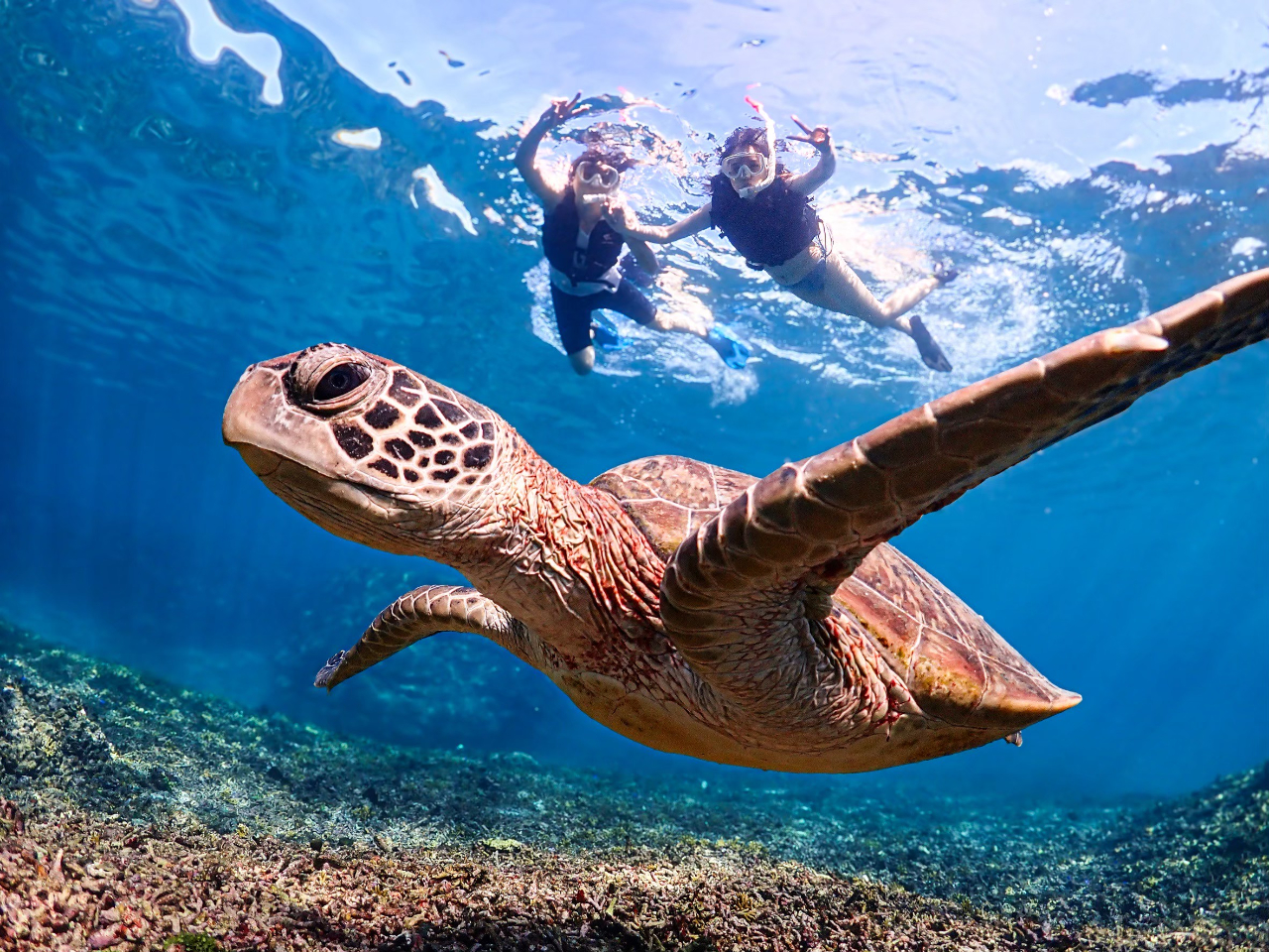 �K�v���i���������^���I �V���m�[�P�����O�ŕK�v�Ȕ��i�͑S�Ė��������^���I�~�G�̓E�F�b�g�X�[�c�������ő݂��o���Ă��܂��I