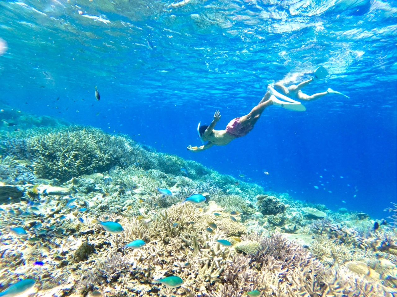 青の洞窟付近はサンゴやお魚がたくさん
