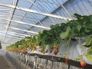 高設栽培なので立ったままでいちご狩りが楽しめます♪