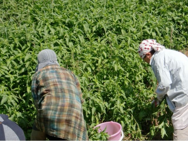 【藍の生葉染体験|シルクストール】西多摩・檜原村にある築100年の古民家の工房!2名様〜ご予約頂けます♪のプラン詳細