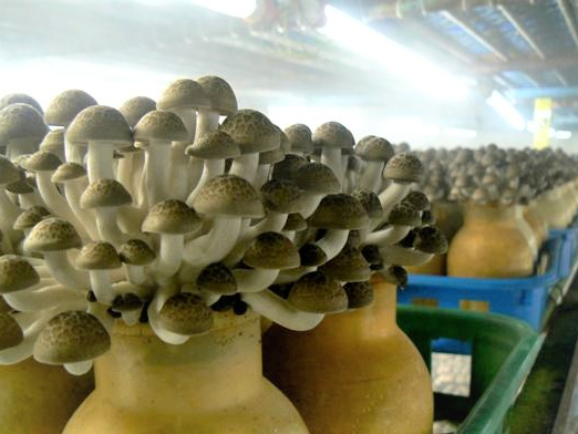 きのこ栽培施設見学※実際は中に入ることは出来ませんが、窓越しからご覧いただけます。