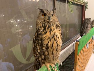 癒やしのフクロウ 人気のハリネズミ インコなどと触れ合える フリータイムでゆっくり触れ合えます ふくろうカフェricky 青森店 じゃらん遊び体験 癒やしのフクロウ 人気のハリネズミ インコなどと触れ合える フリータイムでゆっくり触れ合えます ふくろうカフェricky 青森店 じゃらん遊び体験