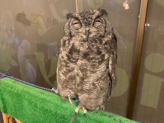 癒やしのフクロウ 人気のハリネズミ インコなどと触れ合える フリータイムでゆっくり触れ合えます ふくろうカフェricky 青森店 じゃらん遊び体験