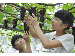 明日香村 高市郡 のぶどう狩りランキングtop1 じゃらんnet 明日香村 高市郡 のぶどう狩りランキングtop1 じゃらんnet