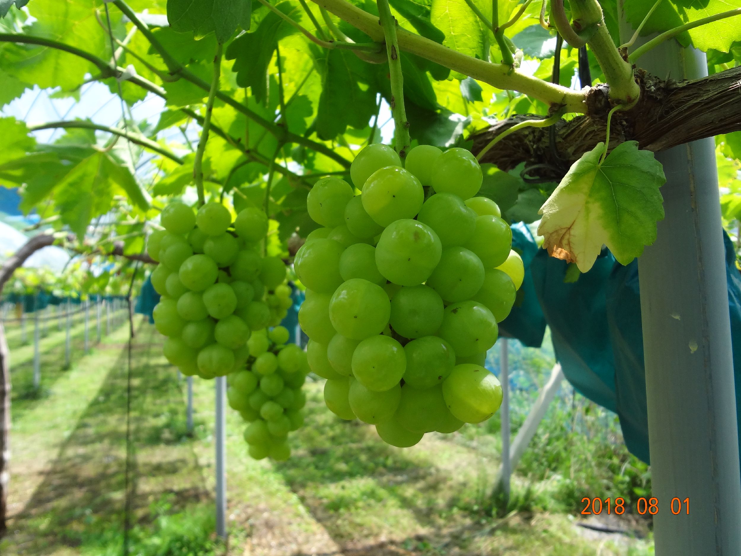 �Ղ���Ƃ��Ă��Ĕ��������ł����i���˃W���C�A���c�j