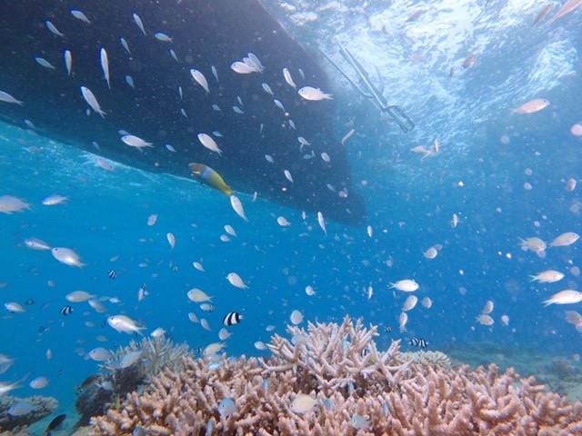 �F�Ƃ�ǂ�̋������ɉ�܂���