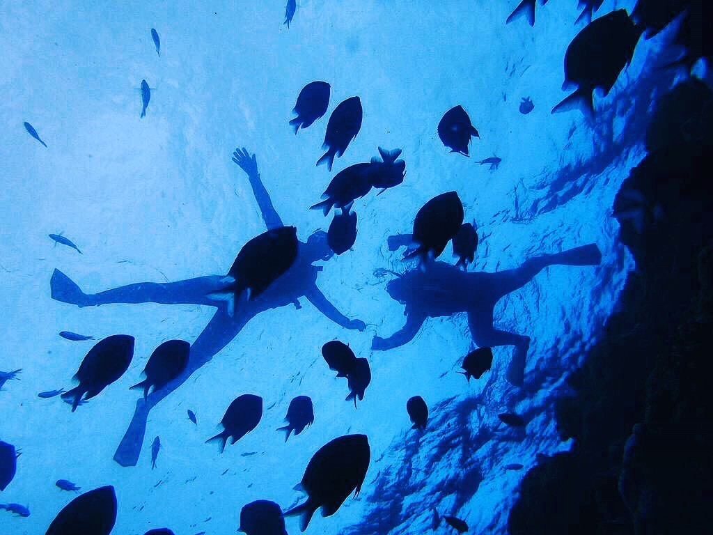 ���Ɛl�Ԃ̃R���{���[�V����