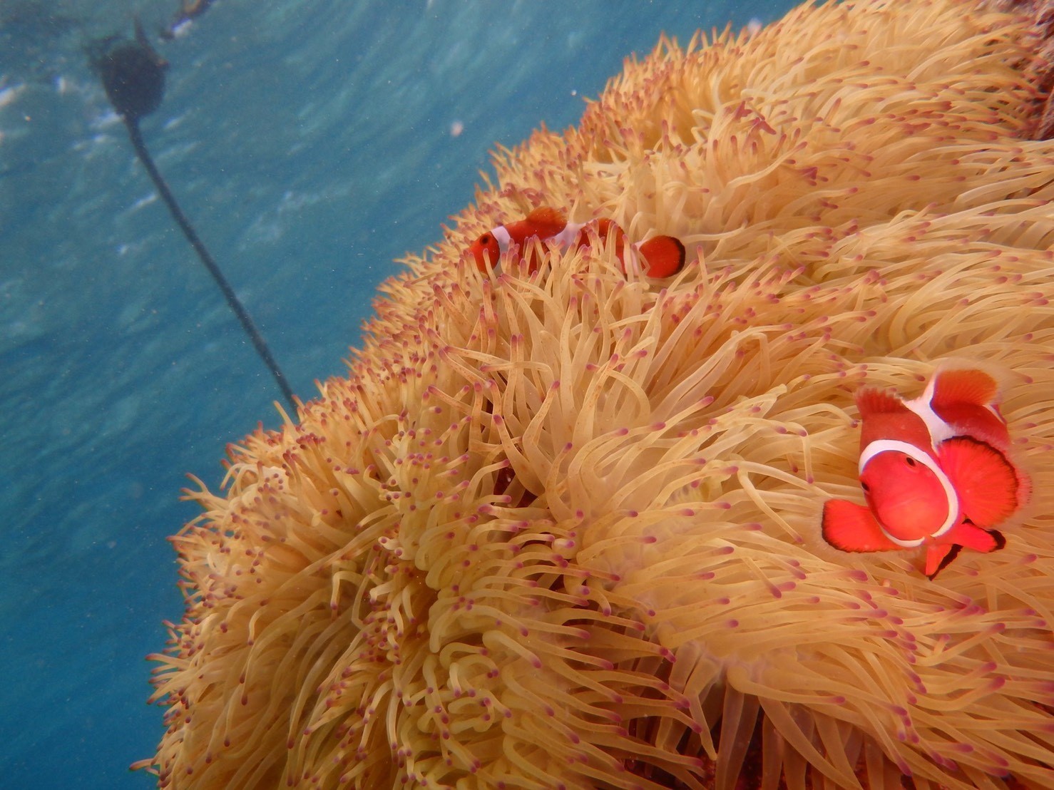 �A�j���f��ŗL���ɂȂ����u�J�N���N�}�m�~�v�ɂ������ł��܂���