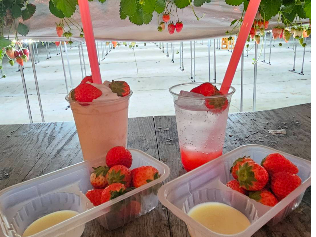 ★夜のライトアップいちご狩り★ 特製いちごジュース1杯プレゼント!