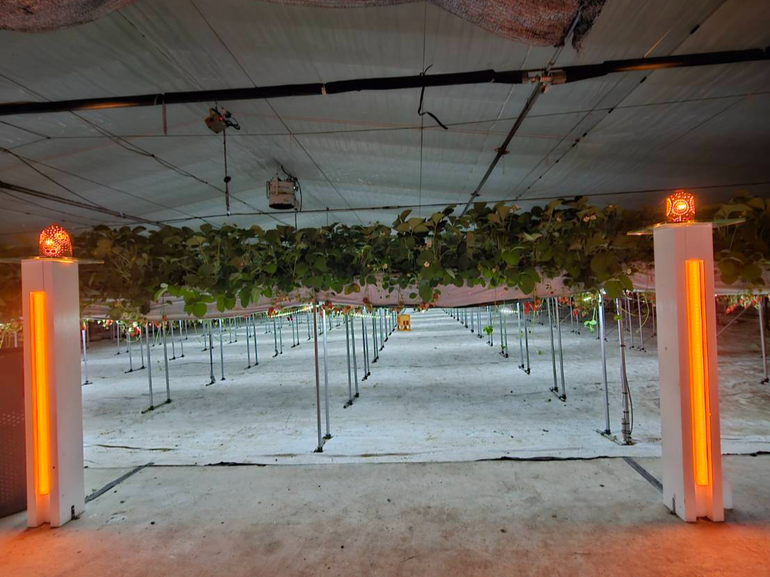 ���C�g�A�b�v���ꂽ��Ԃł̂��������͓��ʂȎ��Ԃ��߂����܂��I