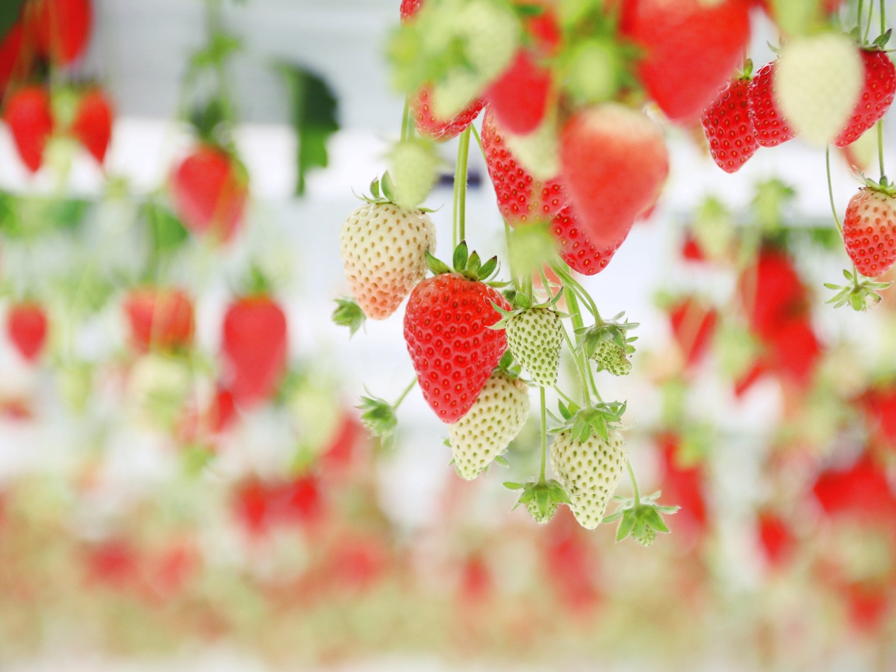 VLy[J×\聚JÂ邩͔閧I\ȂōŝŁAHPSNSAnetȂǂ悭mFI