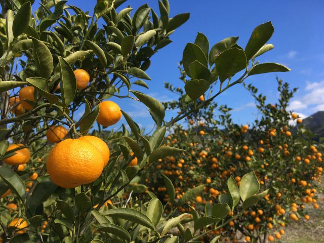 生産量が少ない希少みかん 花良治 ケラジ みかん 収穫体験 喜界島発祥の香りかんきつ 独特で爽やかな香りと甘さが特徴的 メリーガーデン じゃらん遊び体験 生産量が少ない希少みかん 花良治 ケラジ みかん 収穫体験 喜界島発祥の香りかんきつ 独特で爽やかな香りと甘さが特徴的 メリーガーデン じゃらん遊び体験