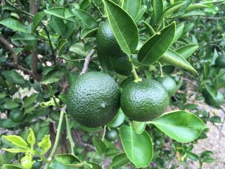 生産量が少ない希少みかん 花良治 ケラジ みかん 収穫体験 喜界島発祥の香りかんきつ 独特で爽やかな香りと甘さが特徴的 メリーガーデン じゃらん遊び体験 生産量が少ない希少みかん 花良治 ケラジ みかん 収穫体験 喜界島発祥の香りかんきつ 独特で爽やかな香りと甘さが特徴的 メリーガーデン じゃらん遊び体験