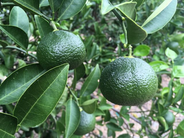 生産量が少ない希少みかん 花良治 ケラジ みかん 収穫体験 喜界島発祥の香りかんきつ 独特で爽やかな香りと甘さが特徴的 メリーガーデン じゃらん遊び体験 生産量が少ない希少みかん 花良治 ケラジ みかん 収穫体験 喜界島発祥の香りかんきつ 独特で爽やかな香りと甘さが特徴的 メリーガーデン じゃらん遊び体験