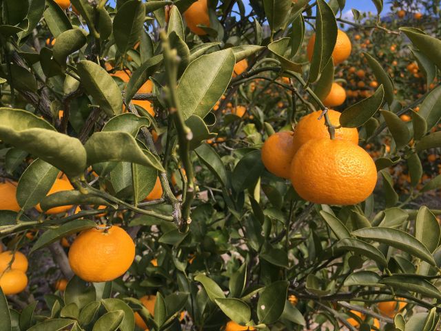 生産量が少ない希少みかん 花良治 ケラジ みかん 収穫体験 喜界島発祥の香りかんきつ 独特で爽やかな香りと甘さが特徴的 メリーガーデン じゃらん遊び体験 生産量が少ない希少みかん 花良治 ケラジ みかん 収穫体験 喜界島発祥の香りかんきつ 独特で爽やかな香りと甘さが特徴的 メリーガーデン じゃらん遊び体験