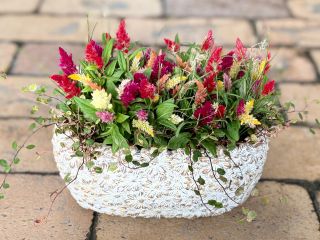 いざやってみると意外に難しい寄せ植え。初心者の方でも上手にできるようアドバイスいたします。