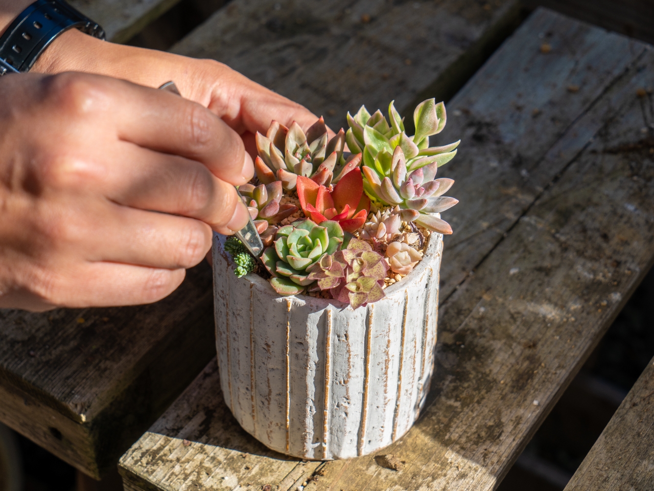 多肉植物の寄せ植え教室 メリーガーデン じゃらん遊び体験 多肉植物の寄せ植え教室 メリーガーデン じゃらん遊び体験