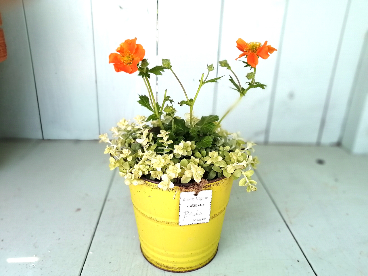 ̃J[ɍ킹ĂԂ`CXBɑIԂ̂łBޗIтy݂I