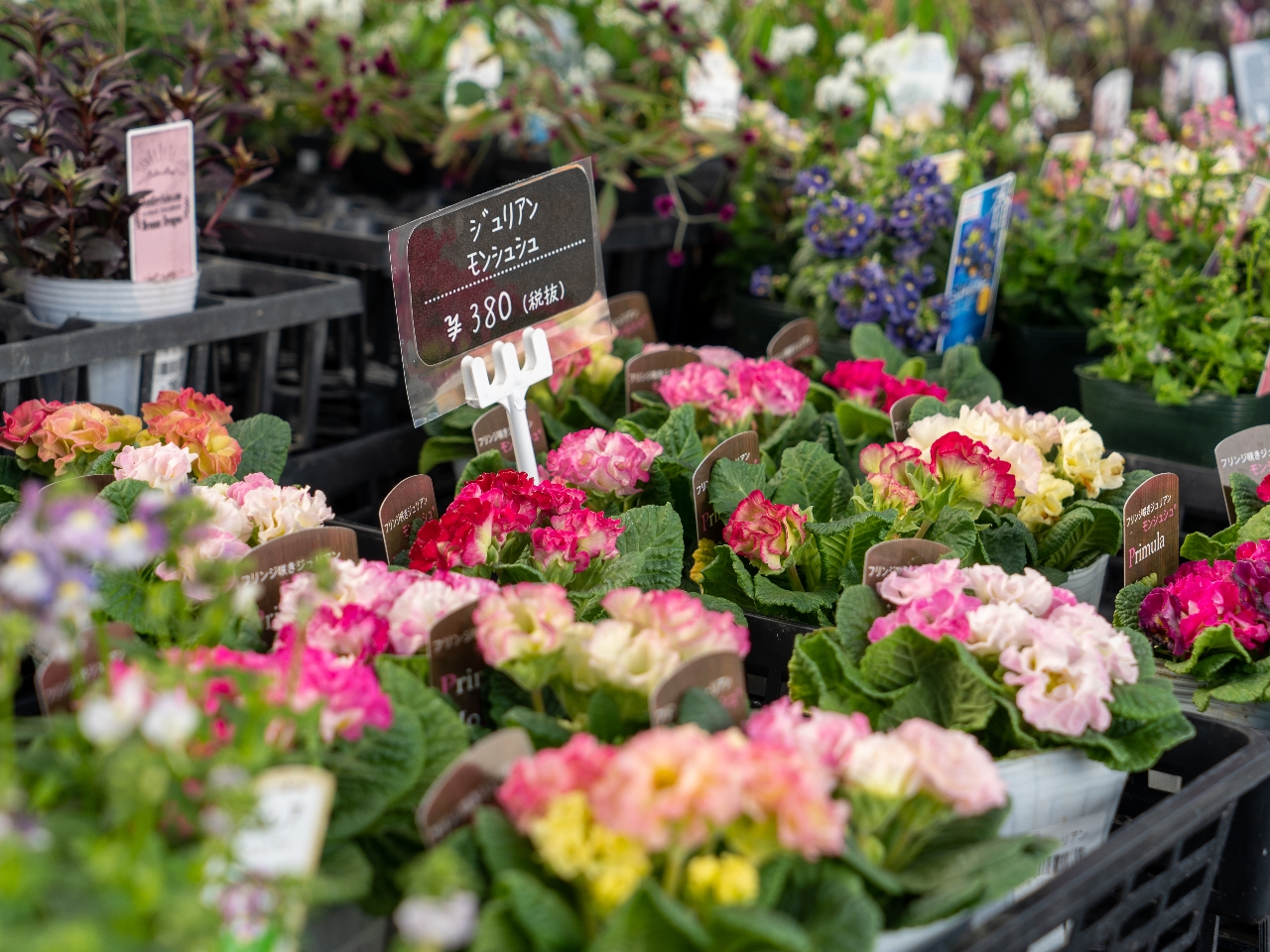 X񂹐A̍ޗƂȂ邨ԂIтBiޗ̂ԁAvwO̔̓vɂ͊܂܂܂j