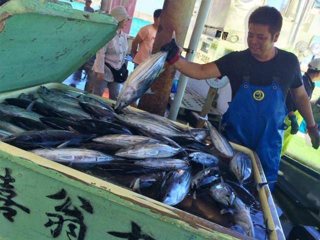 運が良ければ一本釣り漁船の水揚げを見学できることも。