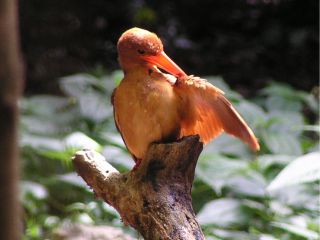 夏の渡り鳥アカショウビン。うぷきの森の人気者。5〜8月には森の散歩で鳴き声を聴くことができます。