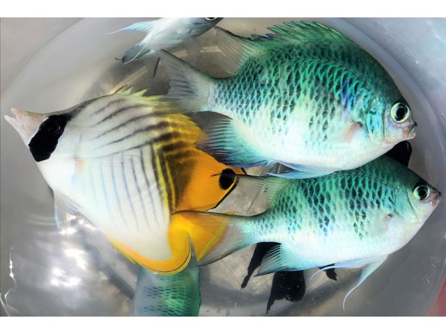 堤防からの五目釣り。何が釣れるかわからない楽しみがあります。カラフルな熱帯魚は、釣りに慣れた人にも新鮮ですよ!(写真はトゲチョウチョウウオとクラカオスズメダイ)