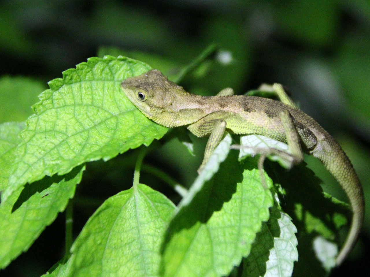 Lm{gJQ͒sȂ̂ŁAɂ͎ŐQĂ܂B