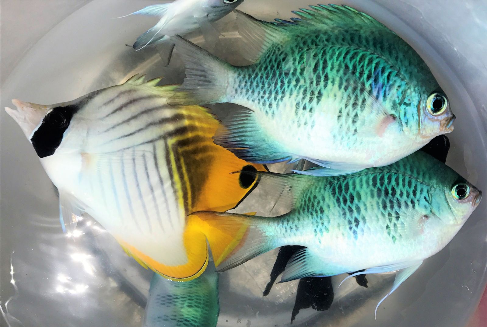 ȟܖڒނBނ邩킩Ȃy݂܂BJtȔMы́AނɊꂽlɂVNłIiʐ^̓gQ`E`EEIƃNJIXY_Cj