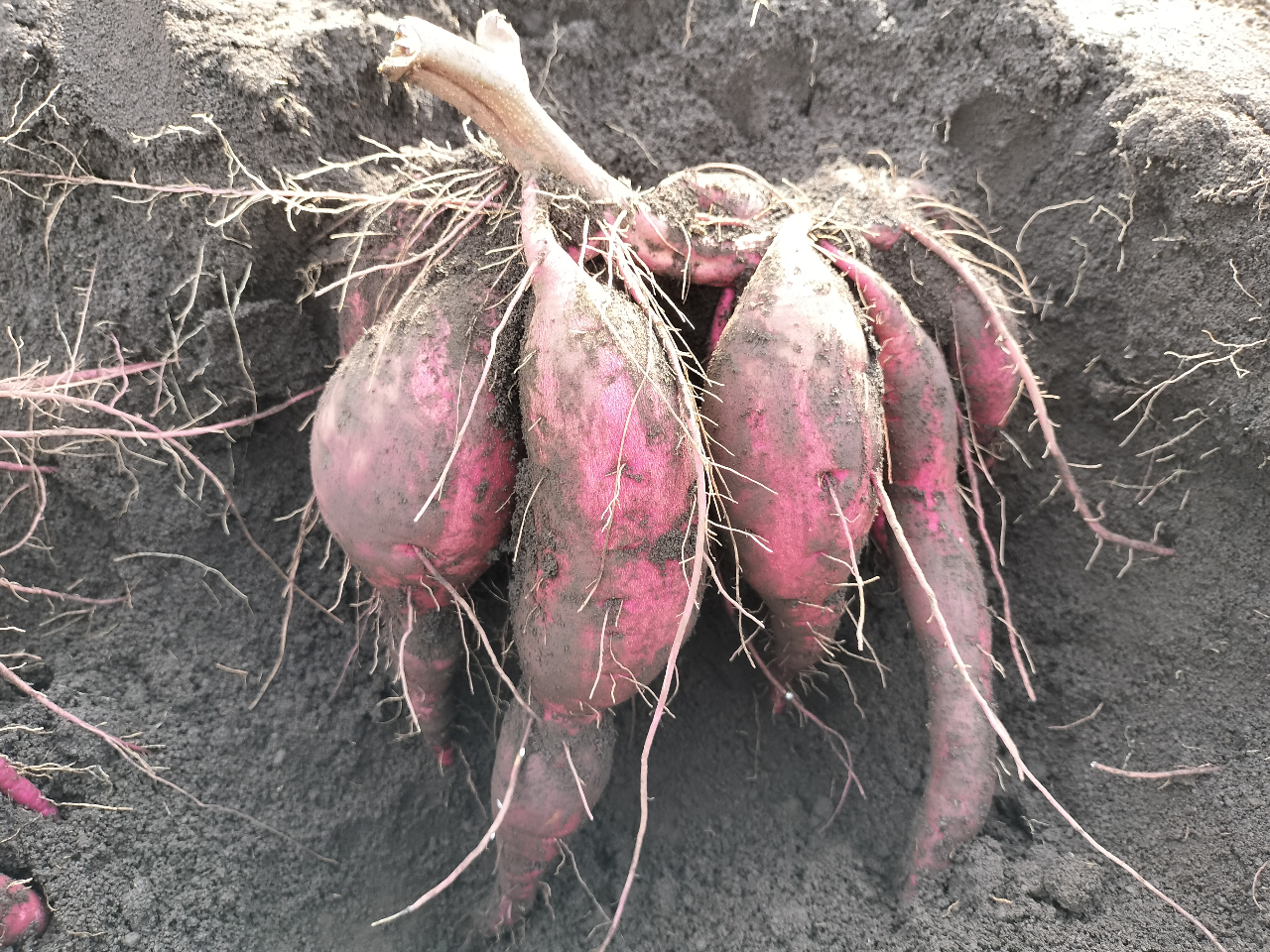 10月11日から11月いっぱいサツマイモ堀体験ができます。