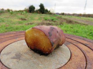 焚火ストーブでマイ焼き芋づくり!