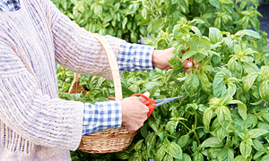 新鮮なハーブをご自身で収穫してみませんか ハーブ収穫体験 ファミリー カップルにオススメ ハーブ工房みきヴェルデ じゃらん遊び体験