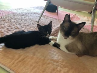 可愛い猫ちゃんとのふれあい体験 癒しの時間をお過ごしください 保護猫ふれあいハウス かぎしっぽ じゃらん遊び体験