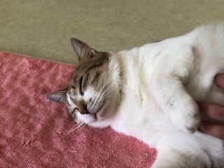 可愛い猫ちゃんとのふれあい体験 癒しの時間をお過ごしください 保護猫ふれあいハウス かぎしっぽ じゃらん遊び体験