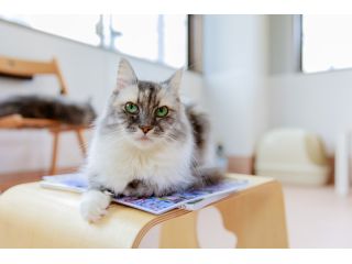 東大宮から徒歩2分 かわいい猫ちゃんとふれあい体験 満足 60分コース 嬉しいフリードリンク付 猫の部屋 じゃらん遊び体験 東大宮から徒歩2分 かわいい猫ちゃんとふれあい体験 満足 60分コース 嬉しいフリードリンク付 猫の部屋 じゃらん遊び体験
