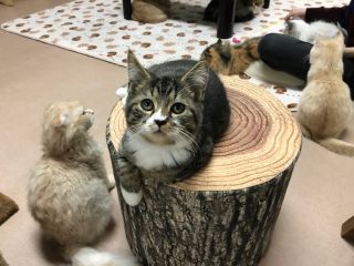 東大宮から徒歩2分 かわいい猫ちゃんとふれあい体験 満足 60分コース 嬉しいフリードリンク付 猫の部屋 じゃらん遊び体験