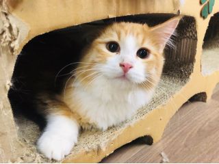 東大宮から徒歩2分 かわいい猫ちゃんとふれあい体験 満足 60分コース 嬉しいフリードリンク付 猫の部屋 じゃらん遊び体験