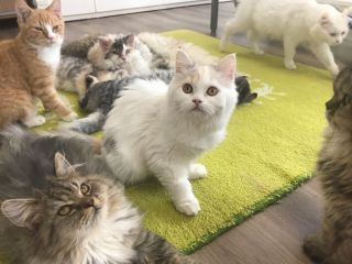 東大宮から徒歩2分 かわいい猫ちゃんとふれあい体験 満足 60分コース 嬉しいフリードリンク付 猫の部屋 じゃらん遊び体験