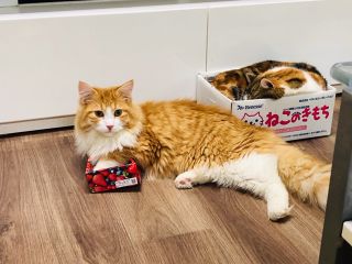 東大宮から徒歩2分 かわいい猫ちゃんとふれあい体験 満足 60分コース 嬉しいフリードリンク付 猫の部屋 じゃらん遊び体験