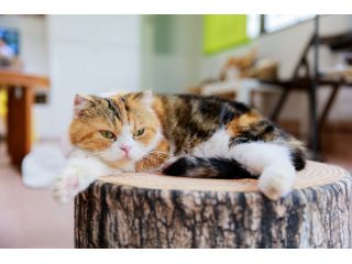 東大宮から徒歩2分 かわいい猫ちゃんとふれあい体験 満足 60分コース 嬉しいフリードリンク付 猫の部屋 じゃらん遊び体験