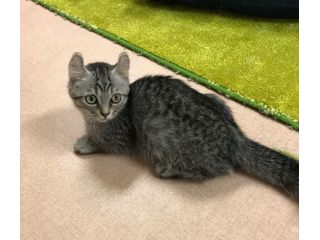 東大宮から徒歩2分 かわいい猫ちゃんとふれあい体験 フリータイムコース 嬉しいフリードリンク付 猫の部屋 じゃらん遊び体験