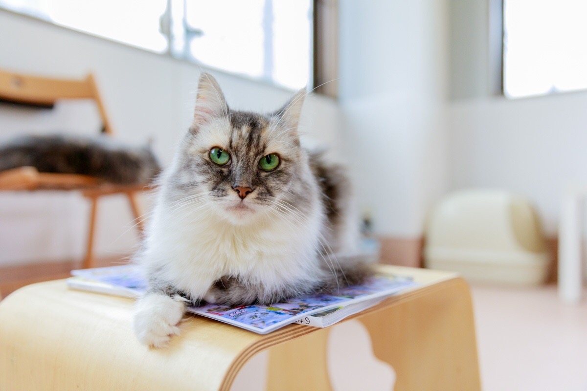 【東大宮から徒歩2分!】かわいい猫ちゃんとふれあい体験♪<満足*60分コース>~...