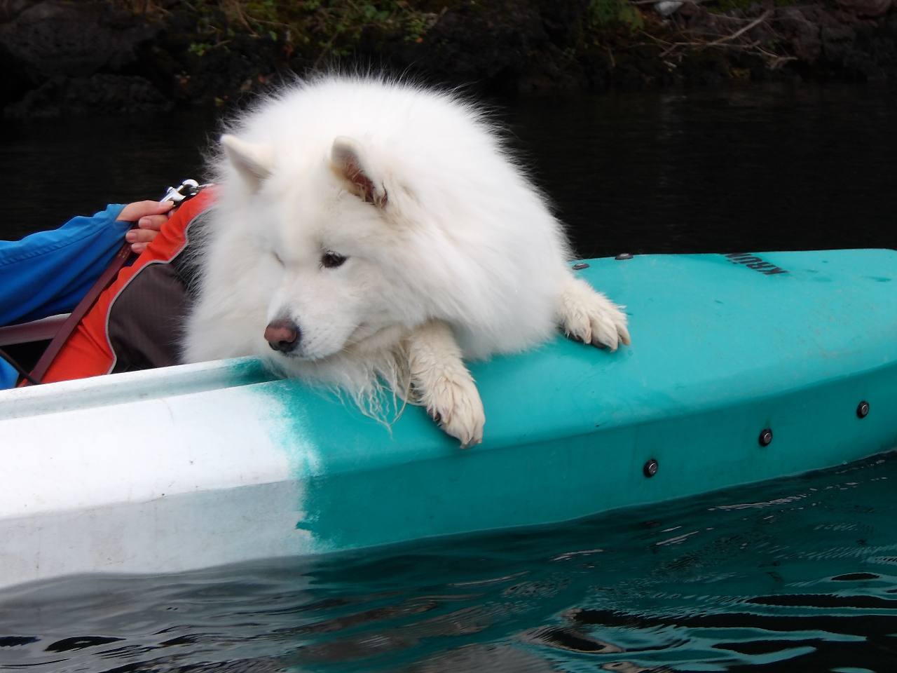 ワンちゃんも一緒に乗れます